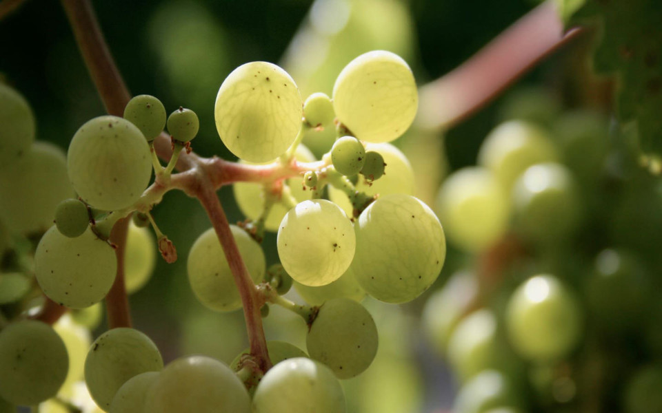 Image of Chardonnay grapes vulnerable to mildew