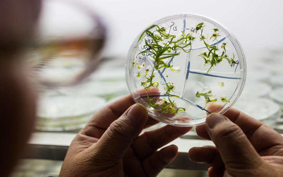 Image of petri dish of gene editing bread wheat