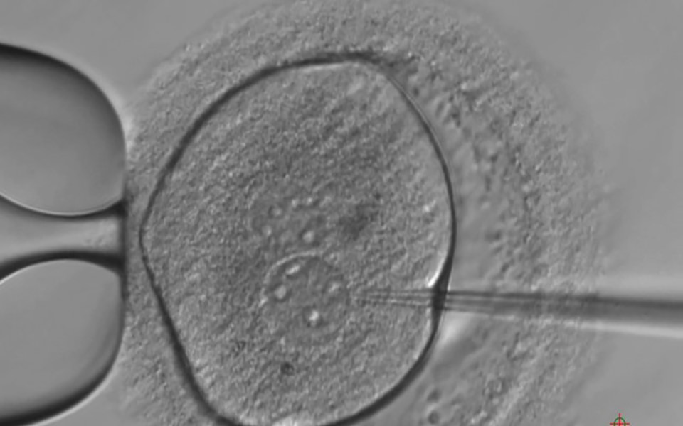 Image of embryo editing using CRISPR