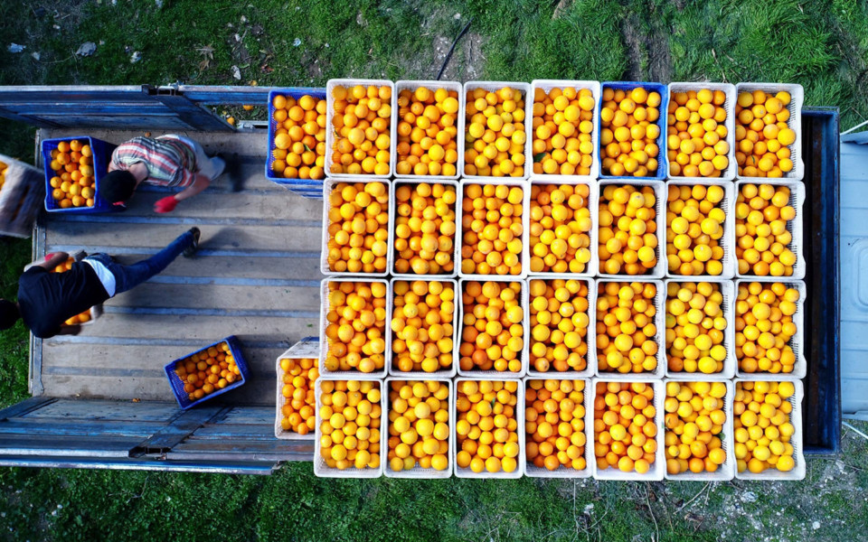 Image of oranges in the bed of a truck