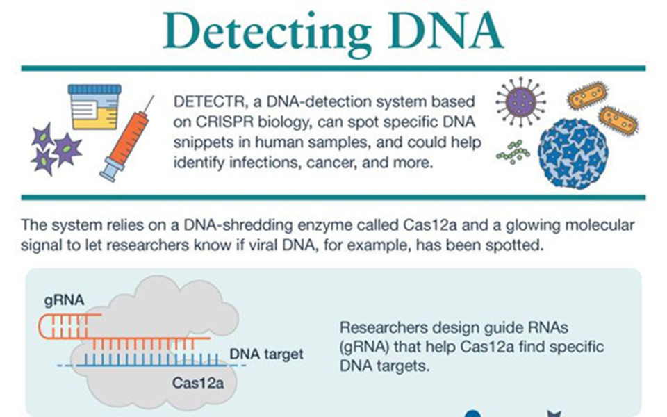 Infographics on the function of Cas12 enzyme