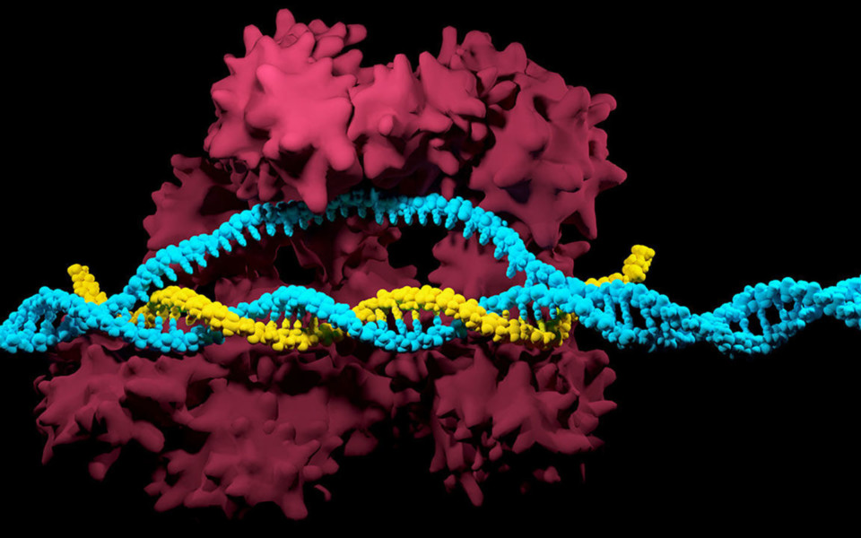 3D model of CRISPR