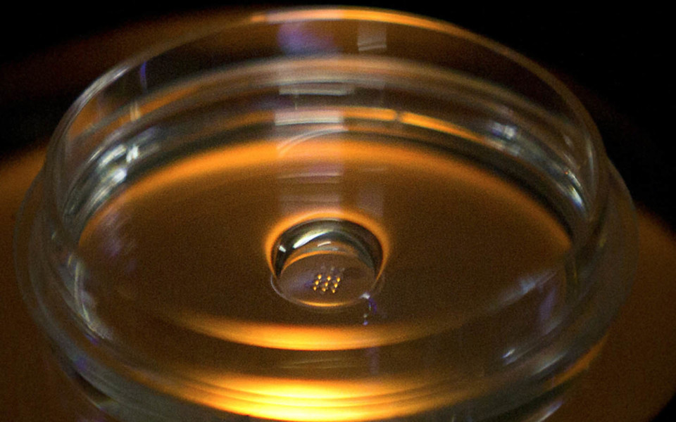 Image of lab embryos