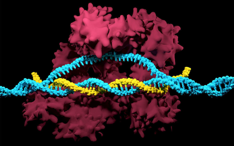 Illustration of CRISPR-Cas9