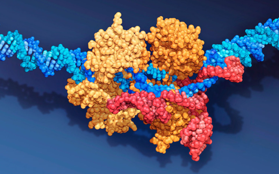 Illustration of CRISPR-Cas9