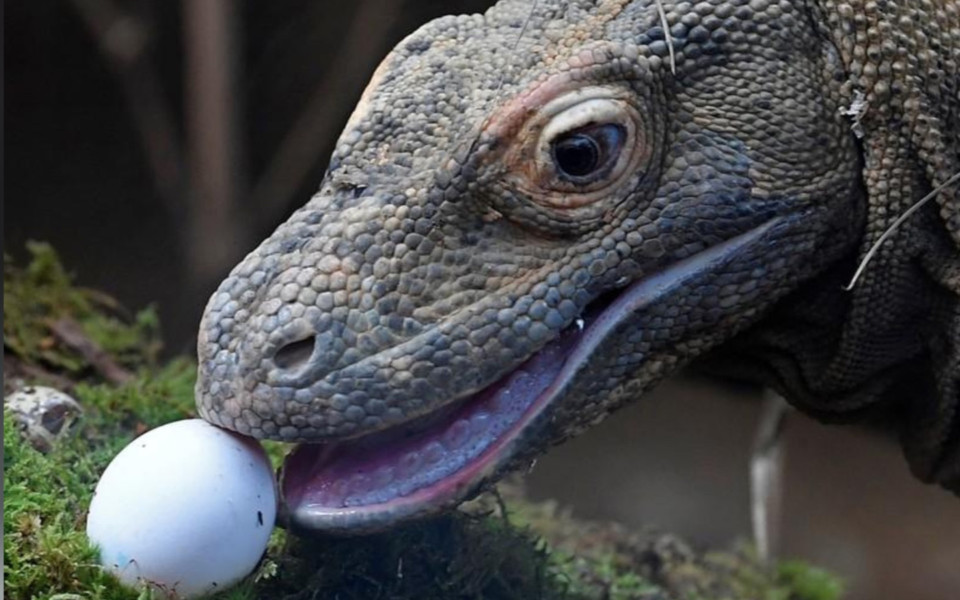 Image of komodo dragon eating an egg