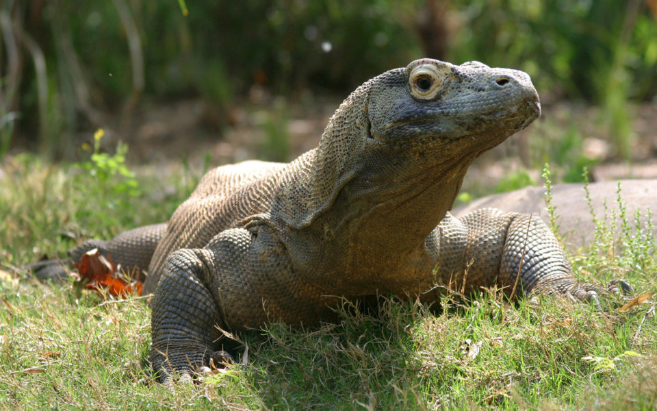 Image of Slasher the Komodo Dragon