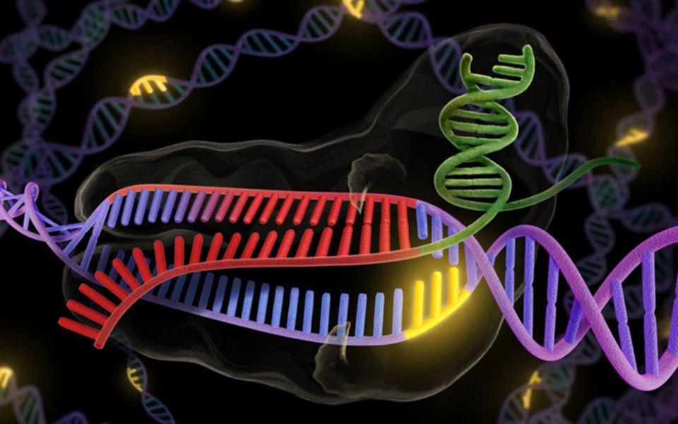 Illustration of CRISPR-Cas9 and DNA