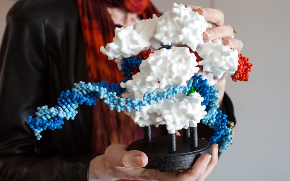 Image of Doudna holding a 3D model of a CRISPR protein