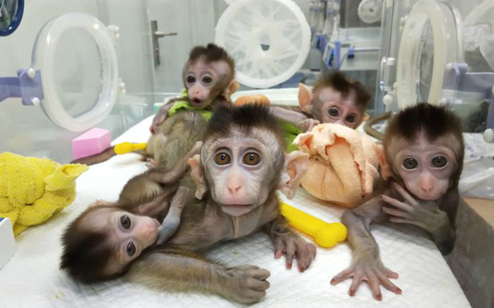 Image of CRISPR gene-edited monkeys