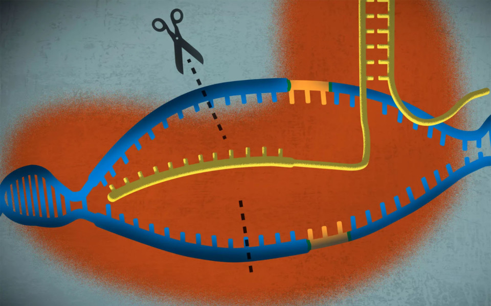 Illustration of CRISPR scissors cutting DNA