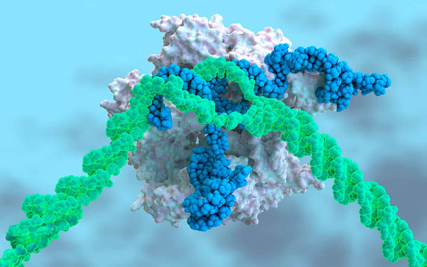 Токсичные белки. КРИСПР кас9. Ген растения. Risk комплекс молекулярная биология. CRISPR Myostatin.