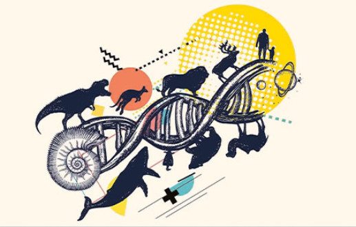 Reshaping Evolution